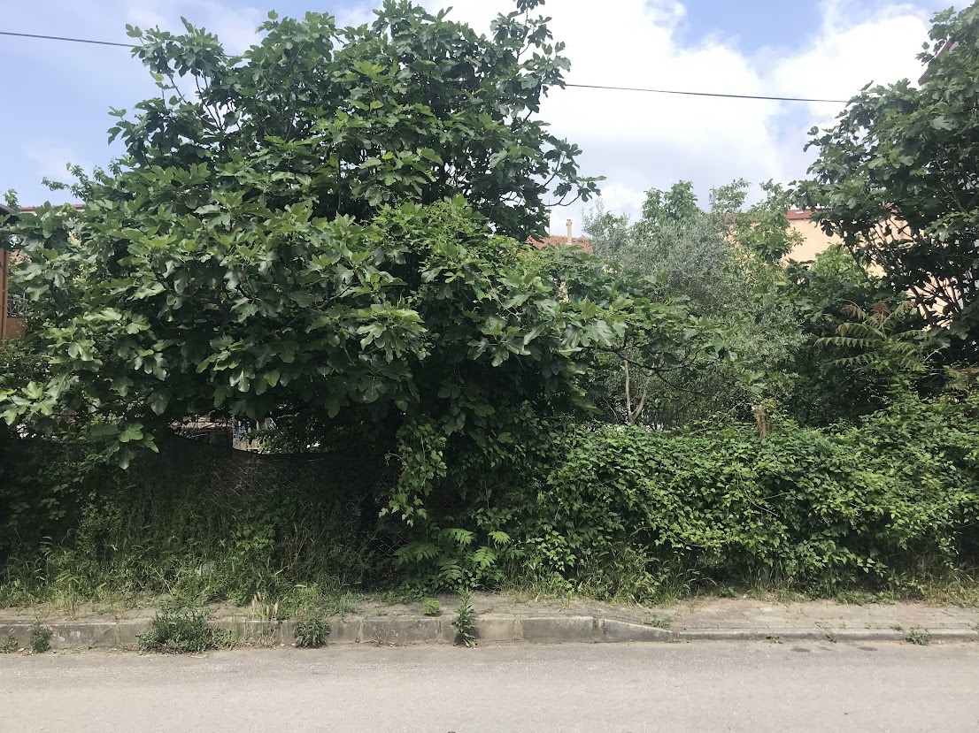 Fotoğraf