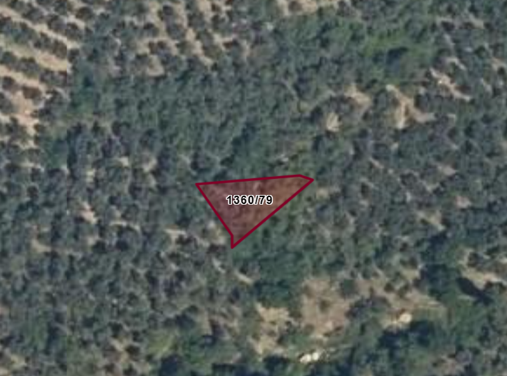 Fotoğraf