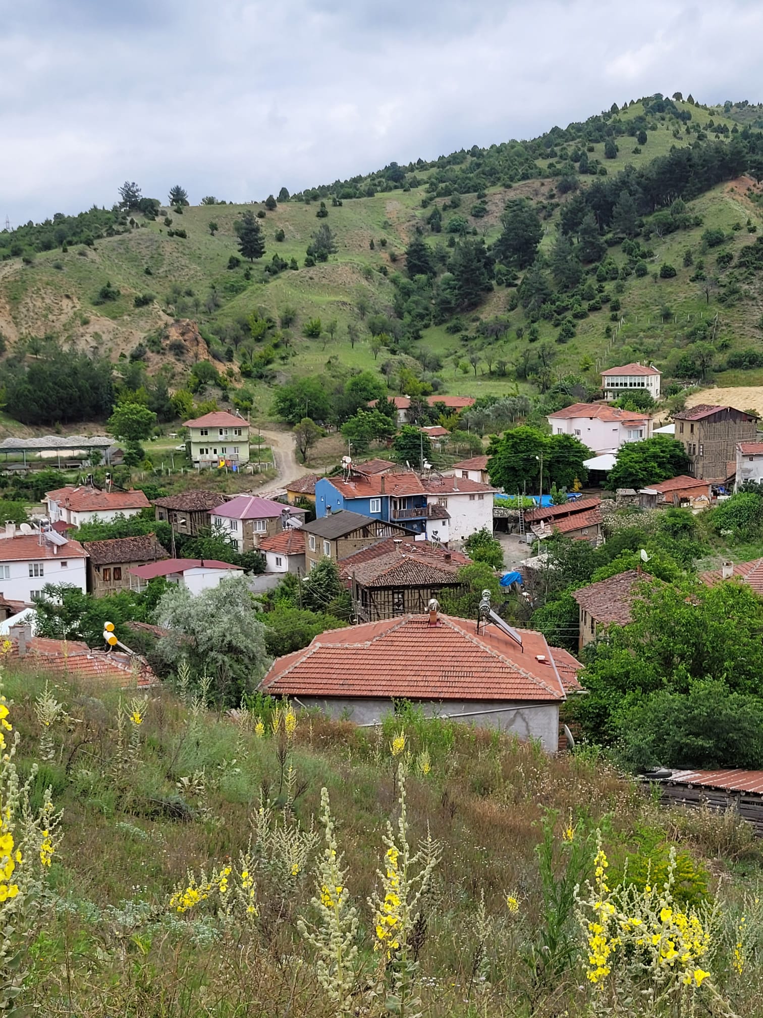Fotoğraf