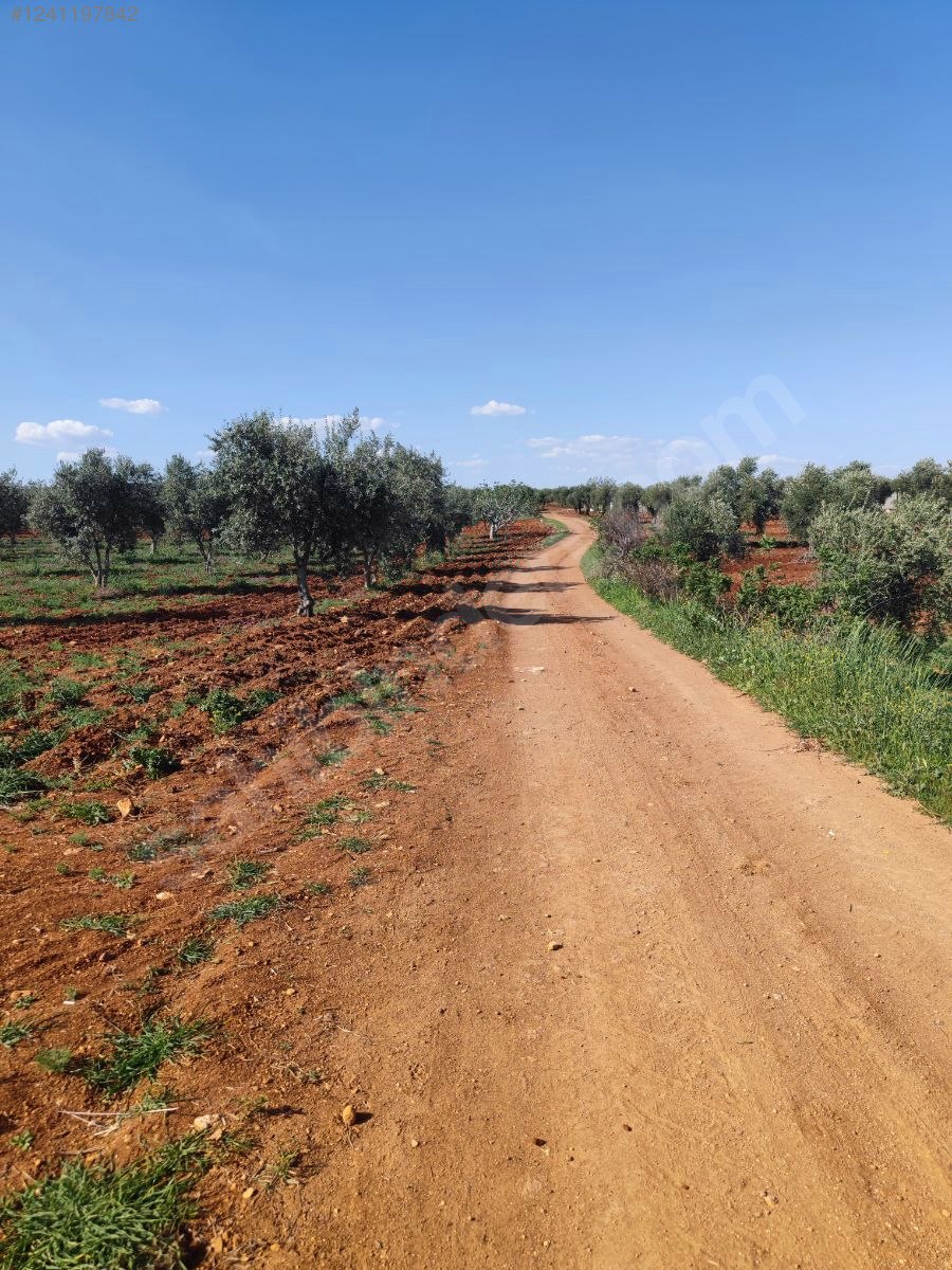 İlan Fotoğrafı