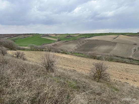 Fotoğraf