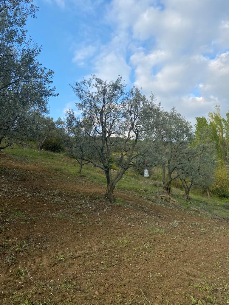 Fotoğraf