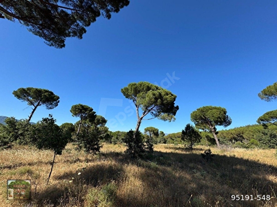 BERGAMA KOZAK YAYLASI YUKARIBEY MAH DE 13300 m2 FISTIKLIK