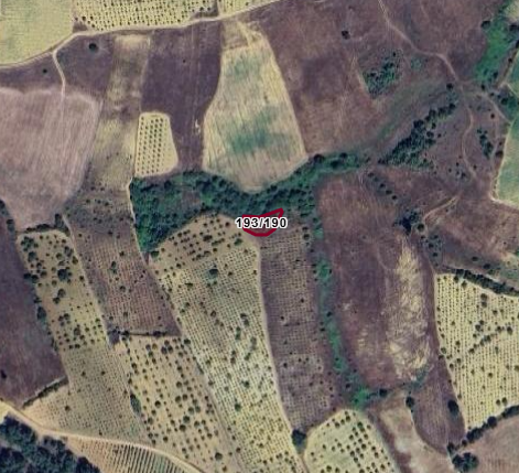 Fotoğraf
