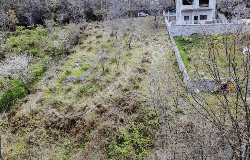 Fotoğraf