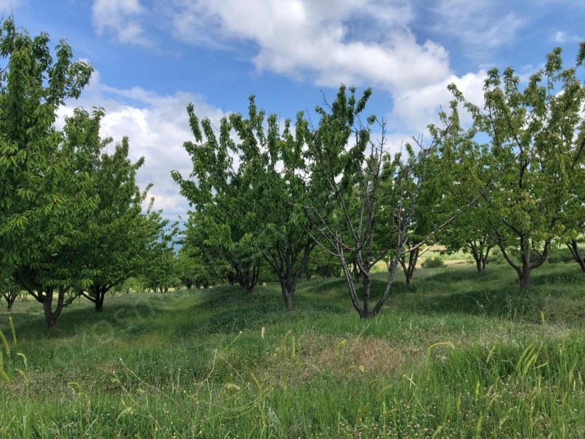 Fotoğraf