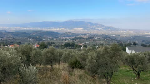 Kemalpaşa Yukarıkızılca Satılık İmar sınırında 6250m2 Zeytinlik