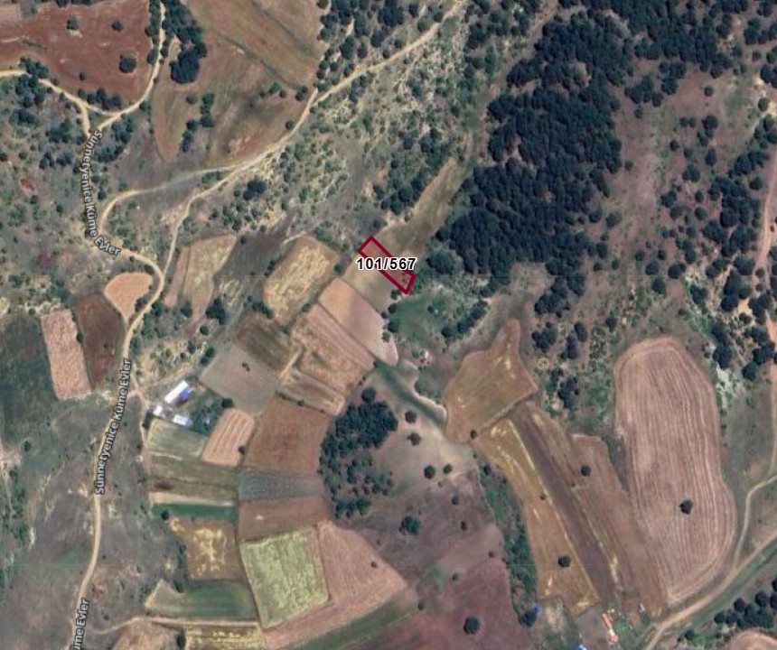 Fotoğraf