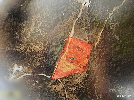 Fotoğraf