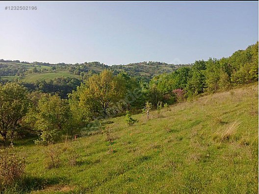 Fotoğraf