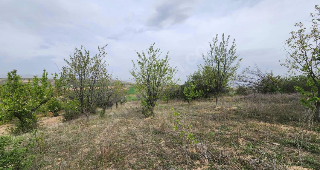 Fotoğraf