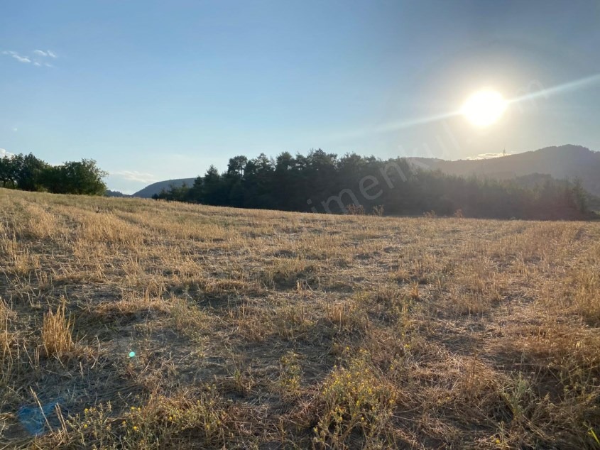 Fotoğraf