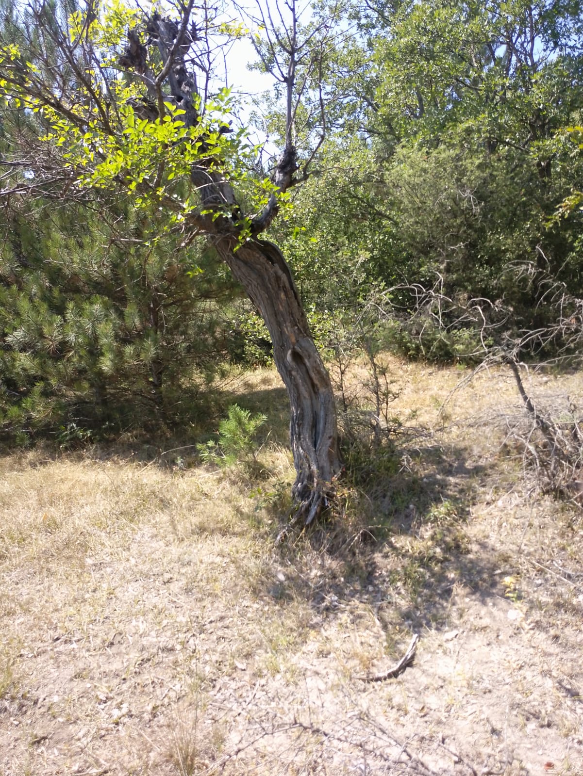 Fotoğraf