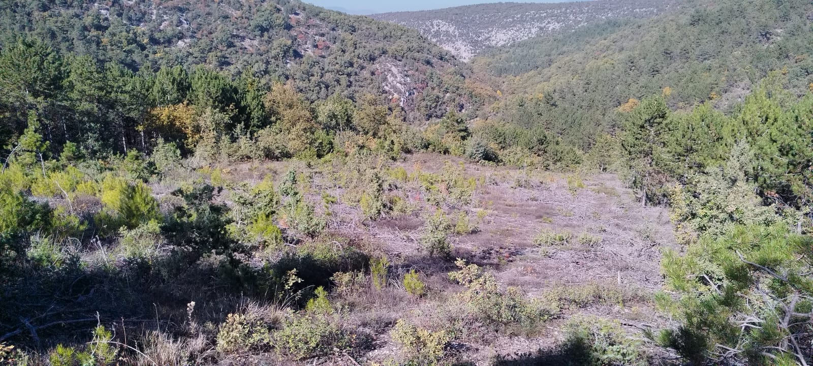 Fotoğraf