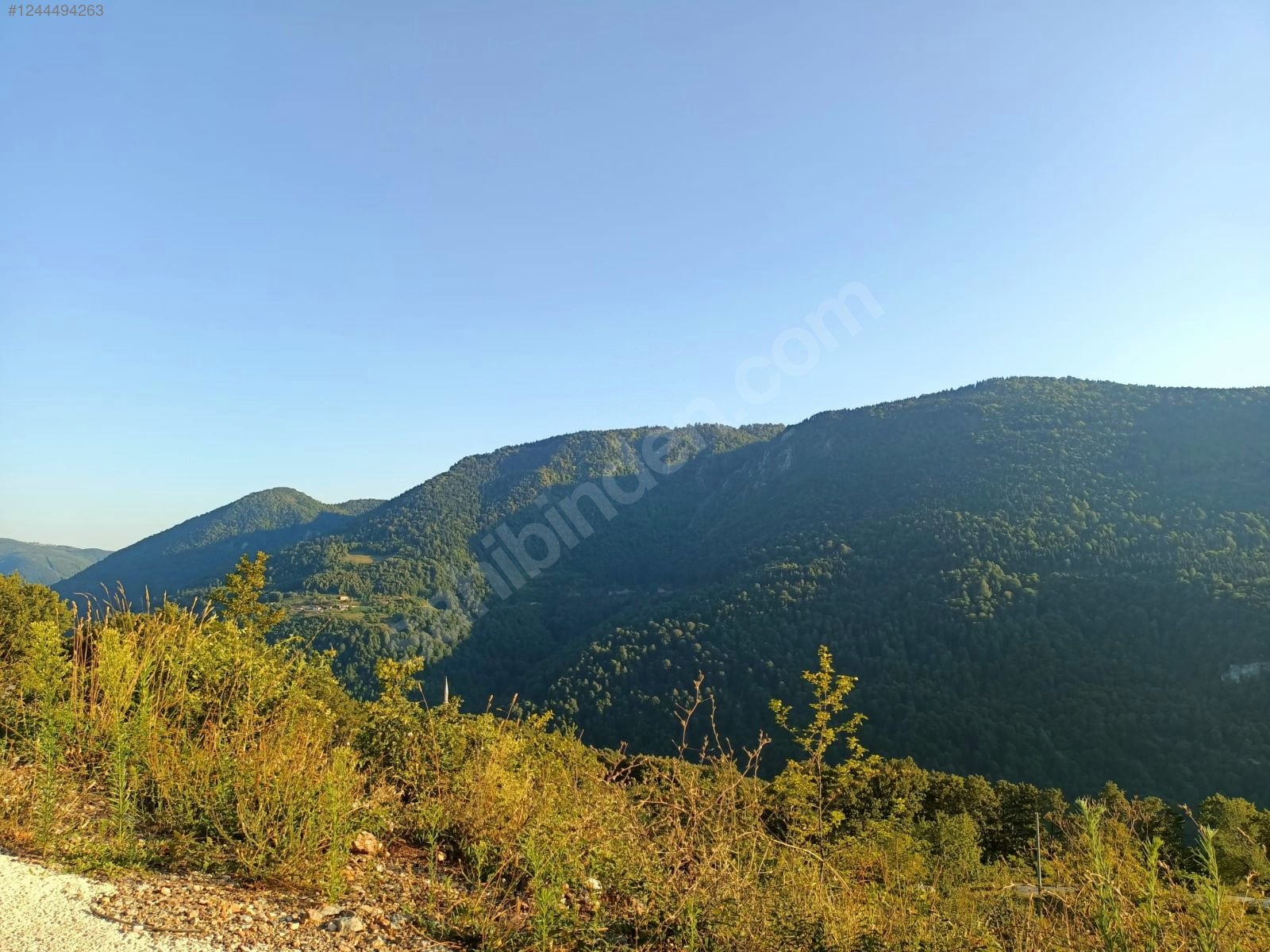 Fotoğraf