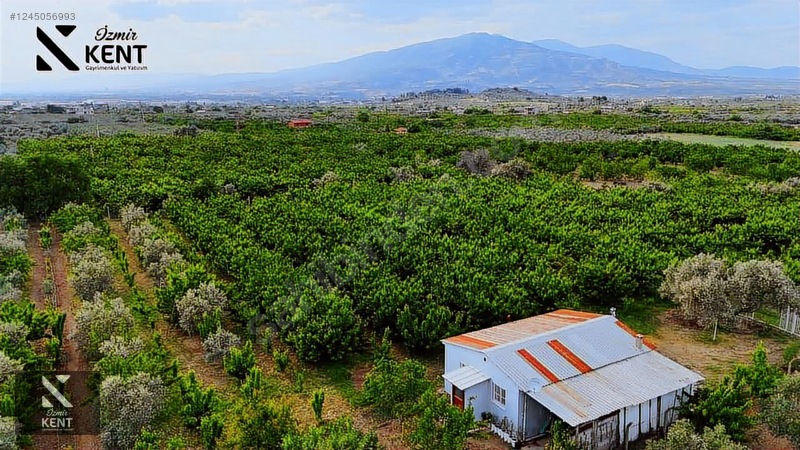 Fotoğraf