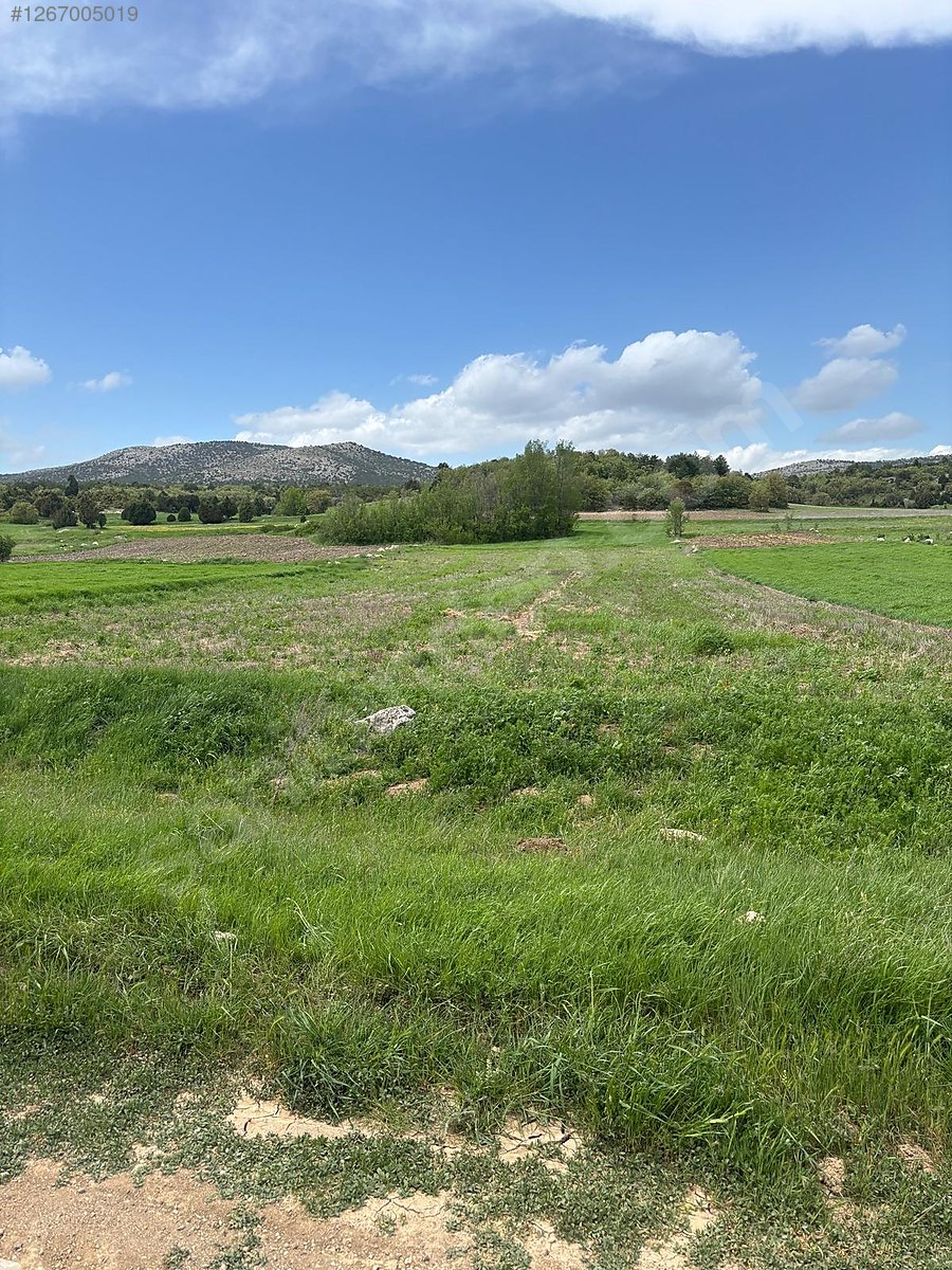 Fotoğraf