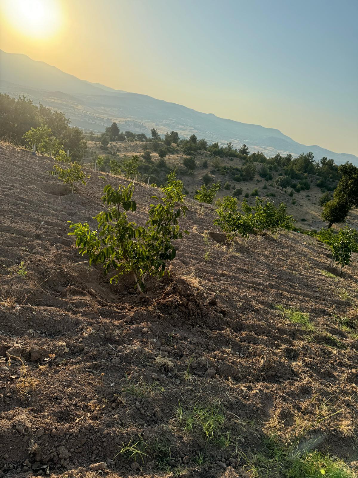 Fotoğraf
