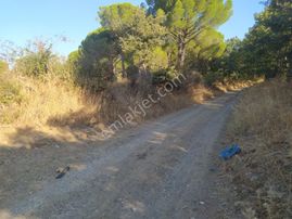 Fotoğraf