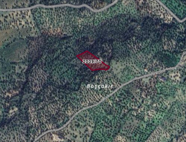 Fotoğraf