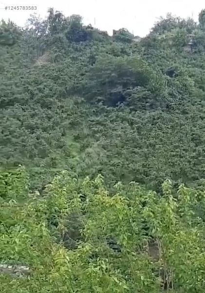 Fotoğraf