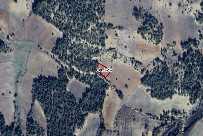Fotoğraf