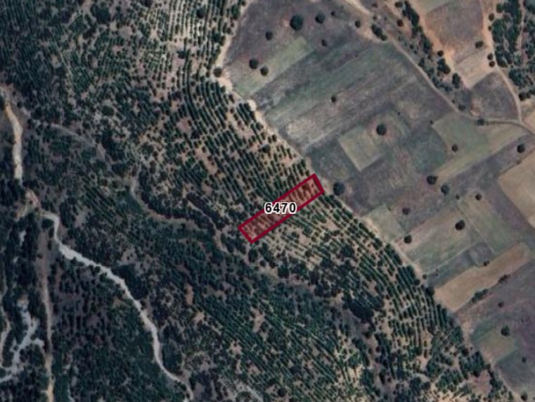 Fotoğraf