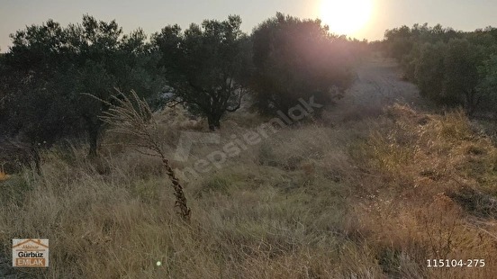 Fotoğraf