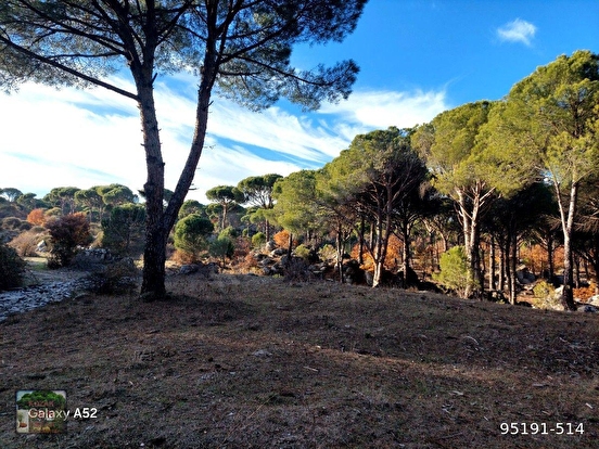 BERGAMA KOZAK YAYLASI AŞACUMA MAH. LESİNDE 1110 M2 FISTIKLIK