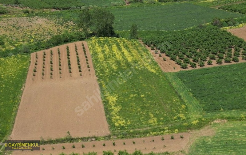 YATIRIM FIRSATI 3.962 M² TARLA FERİZLİ SARIAHMETLER MAH.