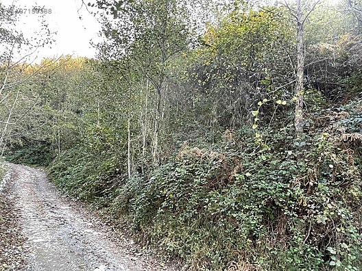 Fotoğraf