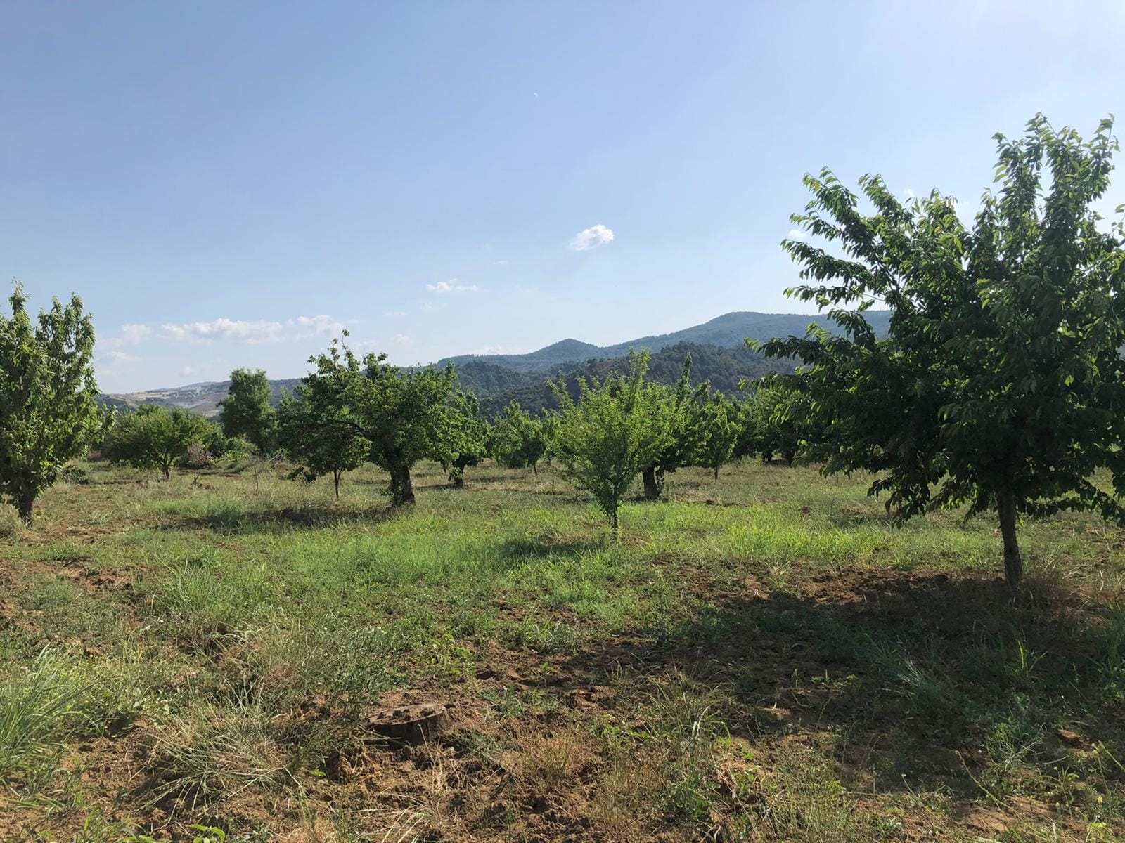 Fotoğraf