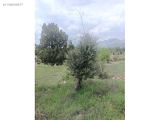 Fotoğraf