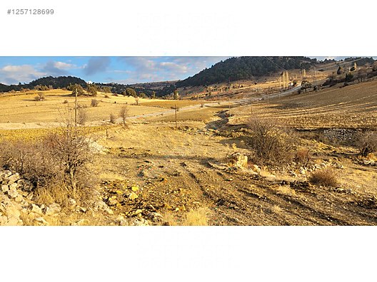 Fotoğraf
