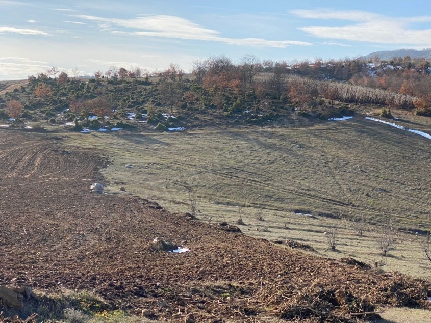 Fotoğraf