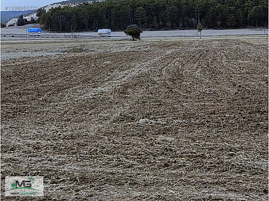 KÜTAHYA ALTINTAŞ PINARCIK KÖYÜ KELEPİR ARSA TARLA ARAZİ