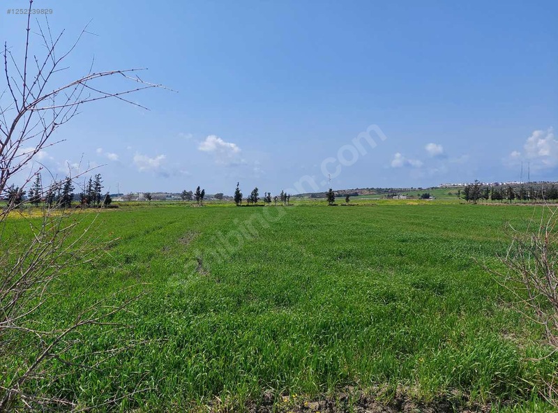 Fotoğraf