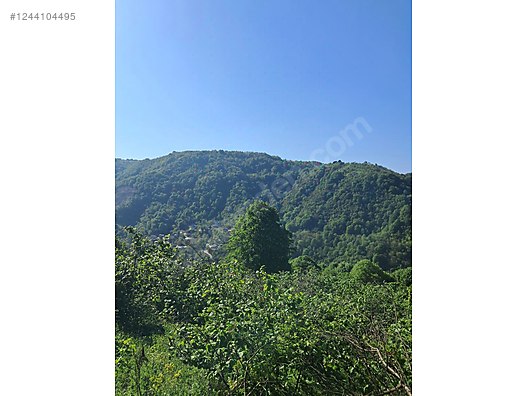 Fotoğraf