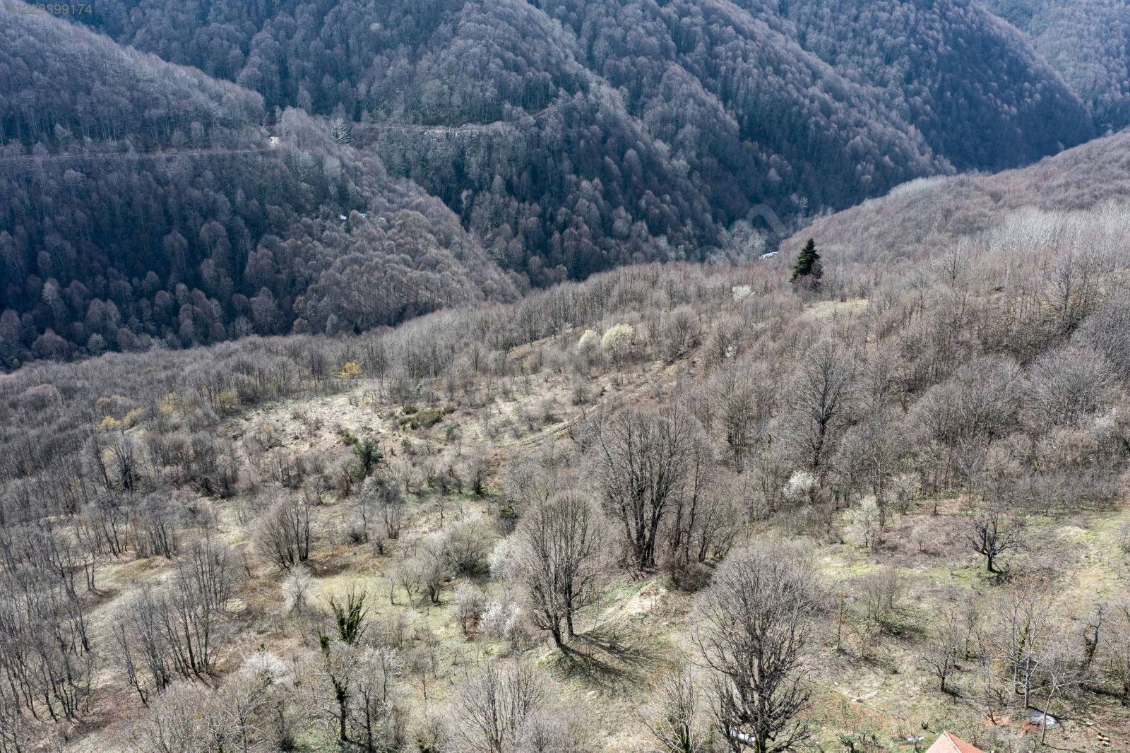 Fotoğraf