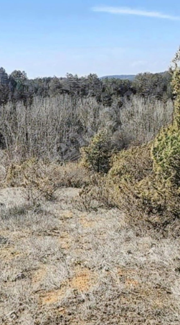 BİLECİK GÖLPAZARI BÜYÜKBELEN  KÖYÜNDE  722 M² TARLA SATILIKTIR