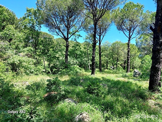 BERGAMA KOZAK YAYLASI KIRANLI MAH DE 1580 M2 BAĞ