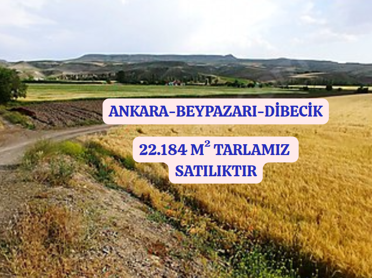 Fotoğraf