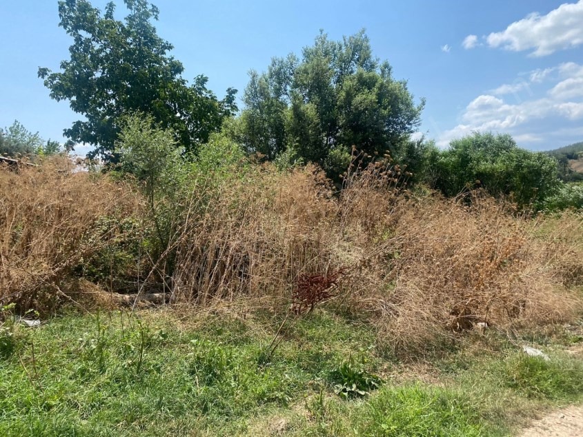 Fotoğraf