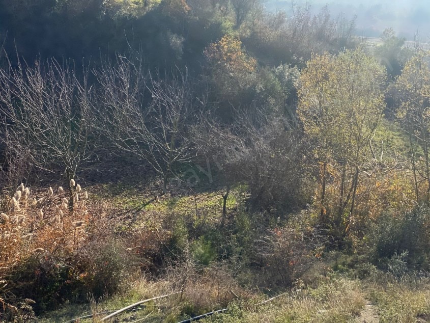 Fotoğraf
