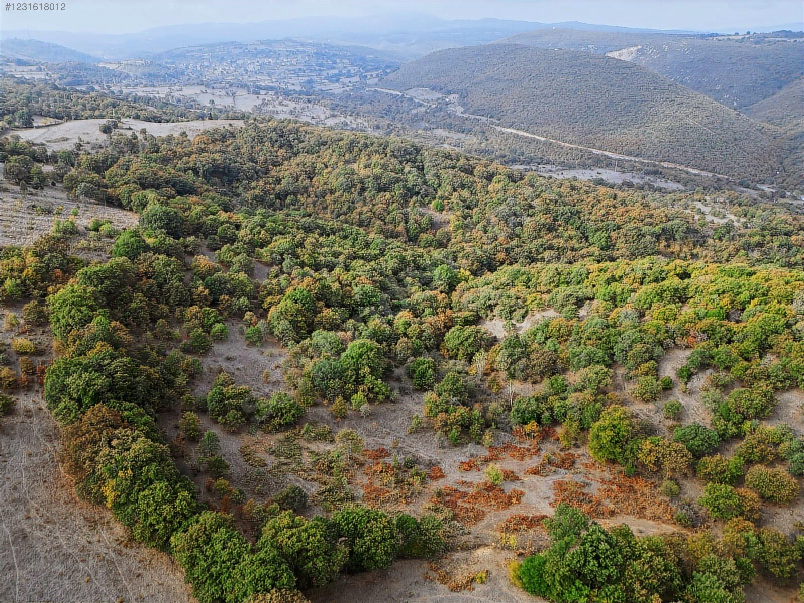Fotoğraf