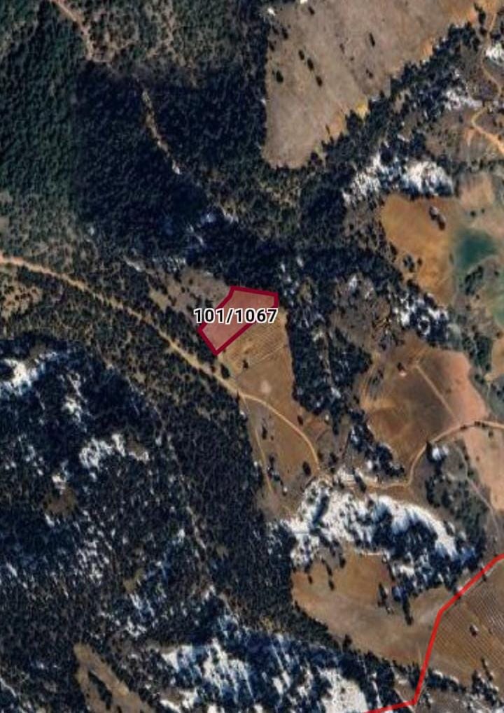 Fotoğraf