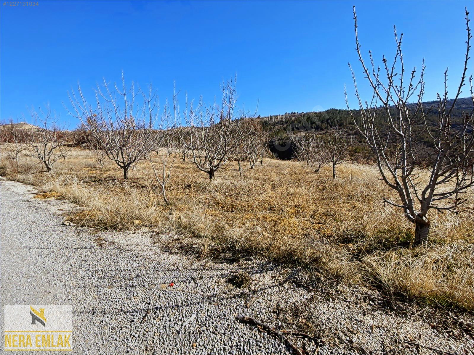ANA YOL ÜZERİ TEK TAPU EV YAPIMINA UYGUN YETİŞMİŞ KİRAZ AĞAÇLI