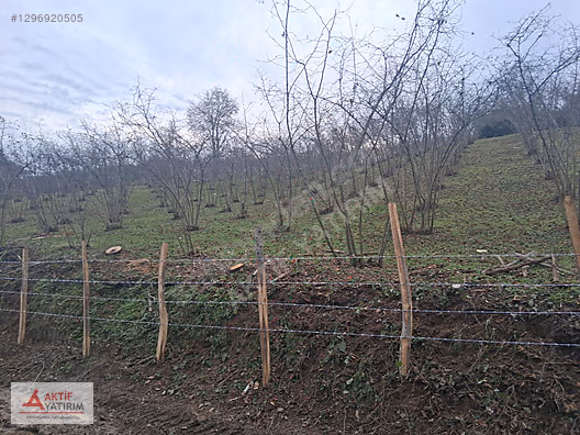 BAĞIRGANLI'DA MAHALLE MERKEZİNE YAKIN RESMİ YOLLU FINDIKLIK