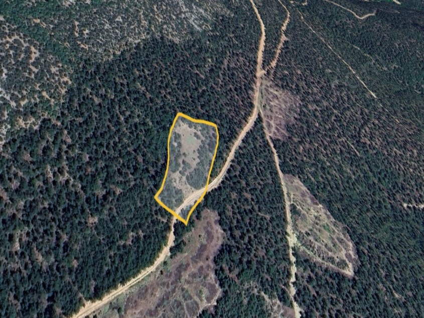 Fotoğraf