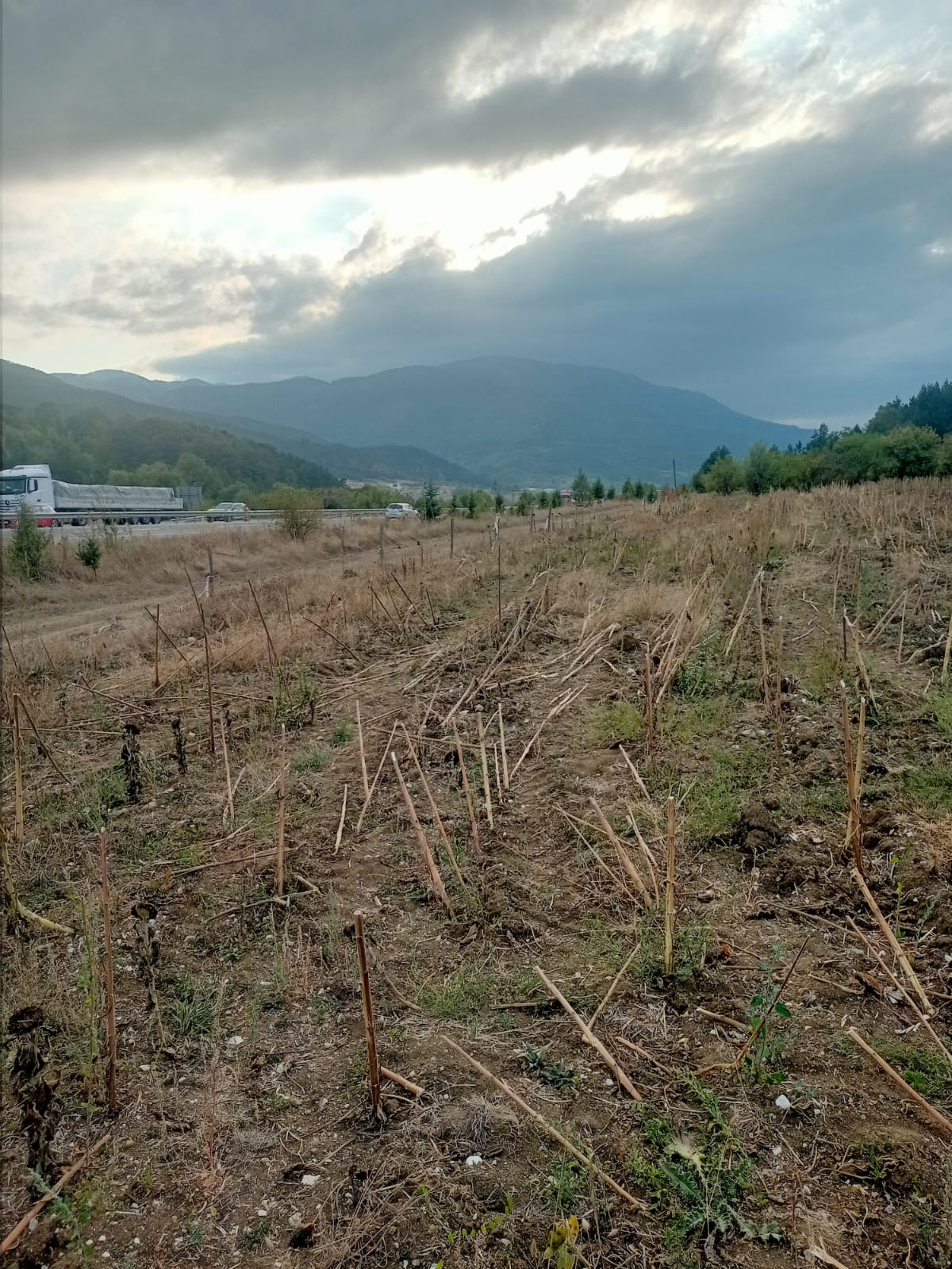 Fotoğraf